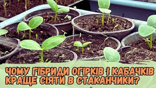 Чому гібриди огірків і кабачків краще сіяти в стаканчики?