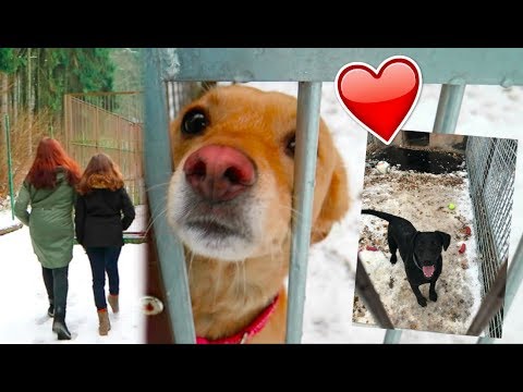 Video: Jak Poslat Psa Do útulku