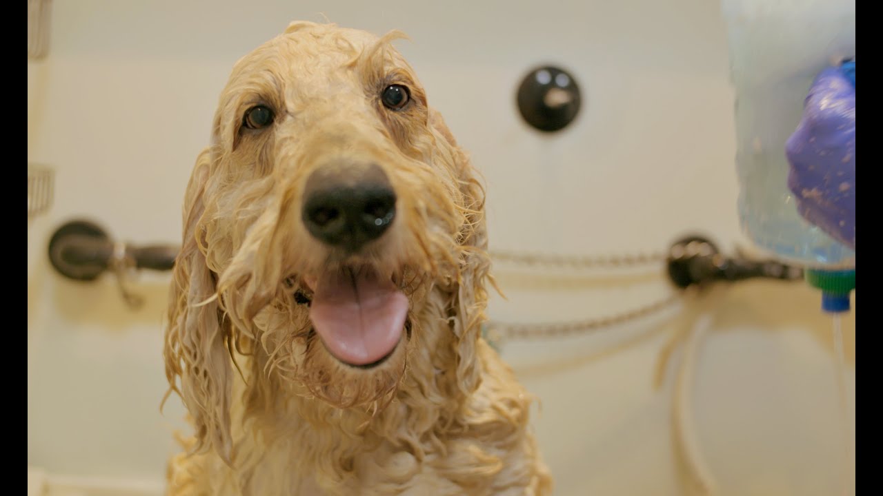Still from SouthBay Grooming