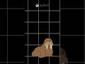 Have you ever heard of it ? #python #walrusoperator