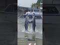 Dolphins hugging each other? 🌊🤔😮 #shortsfeed #shorts #shortvideo #dolphin #stonehaven #vaalriver