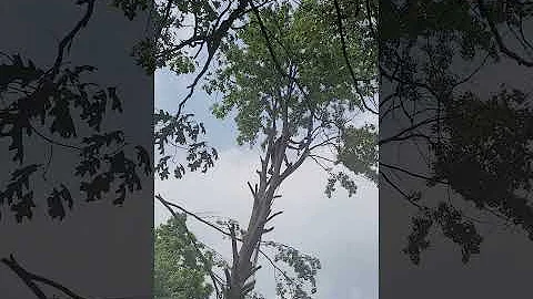 Nick Caniglia Climbing and dropping a tree
