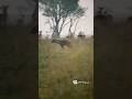 The Chase Begins: Hyena on a Full-Speed Hunt | Raw African Wildlife