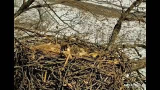 Decorah Eagles North Squirrel finds the egg in the nest bowl 02 28 2023