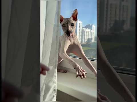 Донской сфинкс - лучшая порода кошек #marinasama #кот #cat #sphynx #сфинкс #животные #animals #love