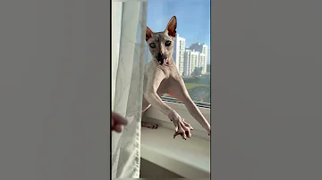Донской сфинкс - лучшая порода кошек #marinasama #кот #cat #sphynx #сфинкс #животные #animals #love