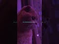 Pal pal ~ Afusic 😞💘 | Cat version | Slowed reverb | Aesthetic status| #lyrics#shorts#trendingsong