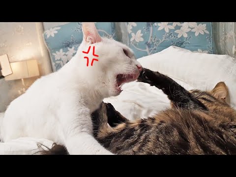 싸움 못하는 유형 특징! 고양이가 보여드림!