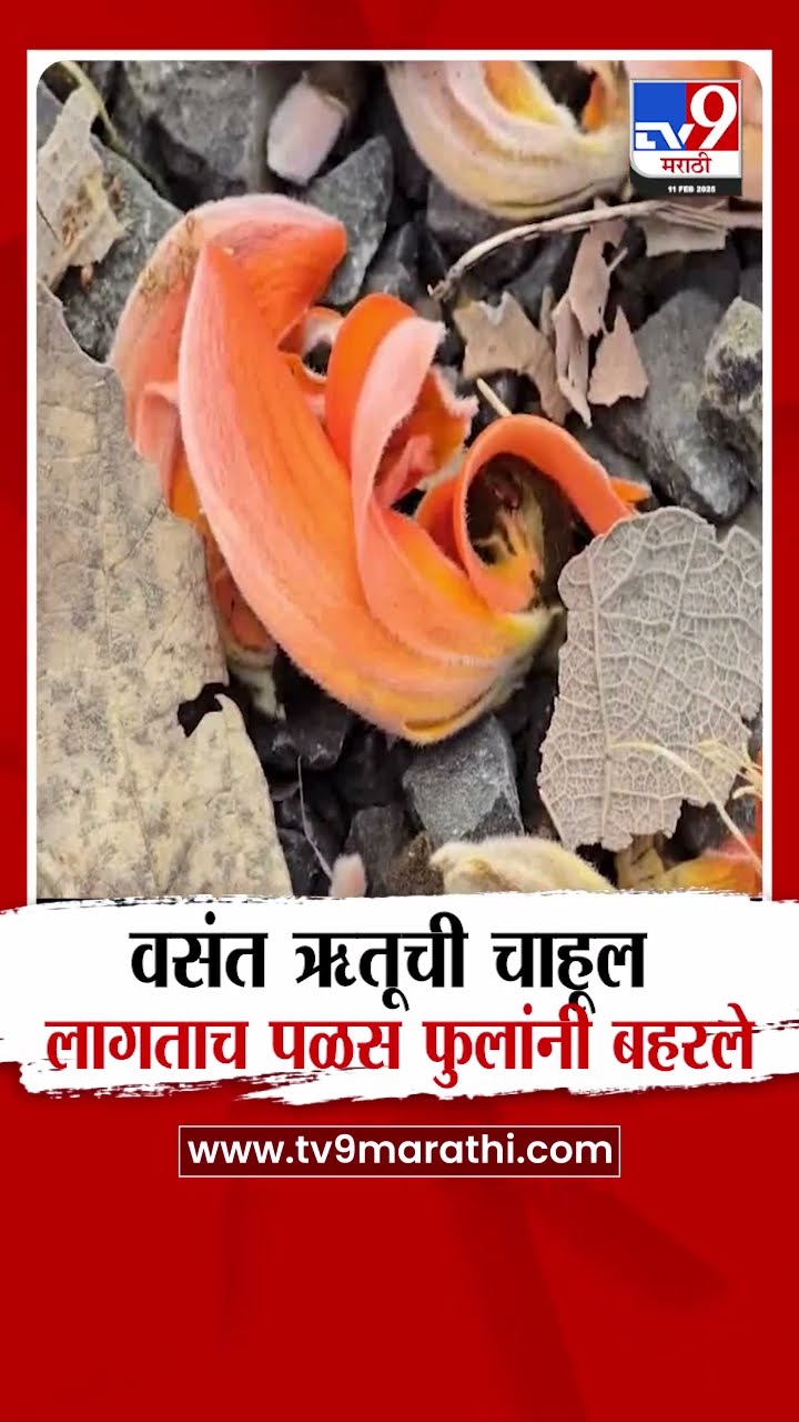 Buldhana मध्ये वसंत ऋतूची चाहूल लागताच पळस फुलांनी बहरले : tv9 Marathi