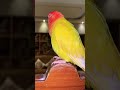 Saram nehi ate kay 😒#birds #trending #parrot #pets #memes #shorts #funny