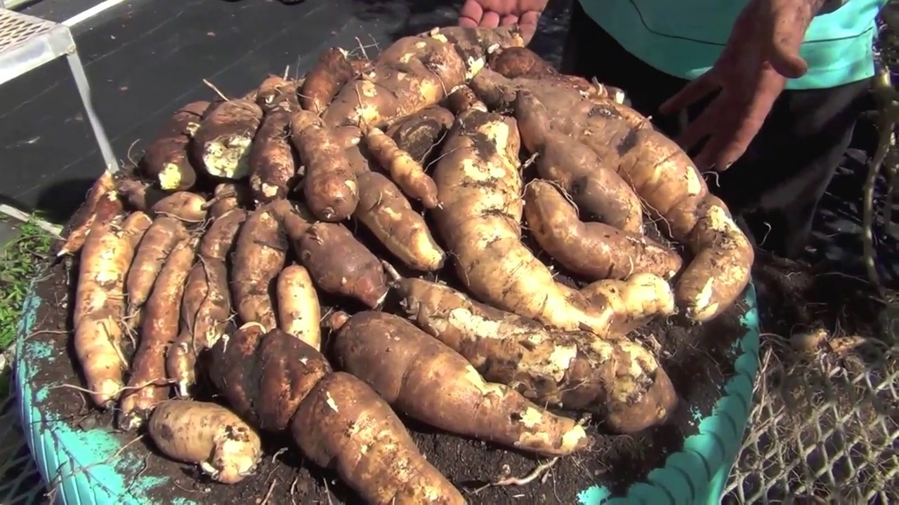 La Yuca - YouTube