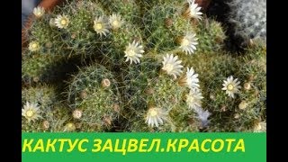 КАКТУС ЗАЦВЕЛ. КРАСОТА СРЕДИ КОЛЮЧЕК. СУЕВЕРИЯ ЦВЕТУЩЕГО КАКТУСА КАКТУС ЗАЦВЕЛ. КРАСОТА СРЕДИ КОЛЮЧЕК. СУЕВЕРИЯ ЦВЕТУЩЕГО КАКТУСА