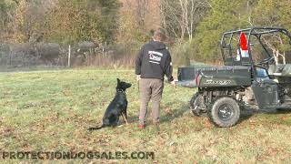 German Shepherd Down On The Farm ATV Ride 25 Mo 'Heath' Personal Protection Dog Always At Your Side by Protection Dog Sales 137 views 7 days ago 1 minute, 54 seconds