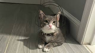 She Is Heaven Freestyle Beat Soul Sample Chop