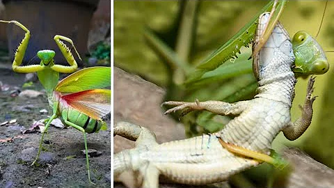 Praying Mantises - The Kung Fu Killers of the Insect World