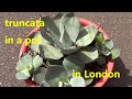 The Plant Traveller: Agave parryi var truncata Growing in a Pot #inlondon