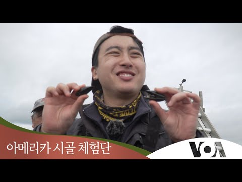 [아메리카 시골 체험단] 미국 어부로 살아보기, 메인 홍합 양식장