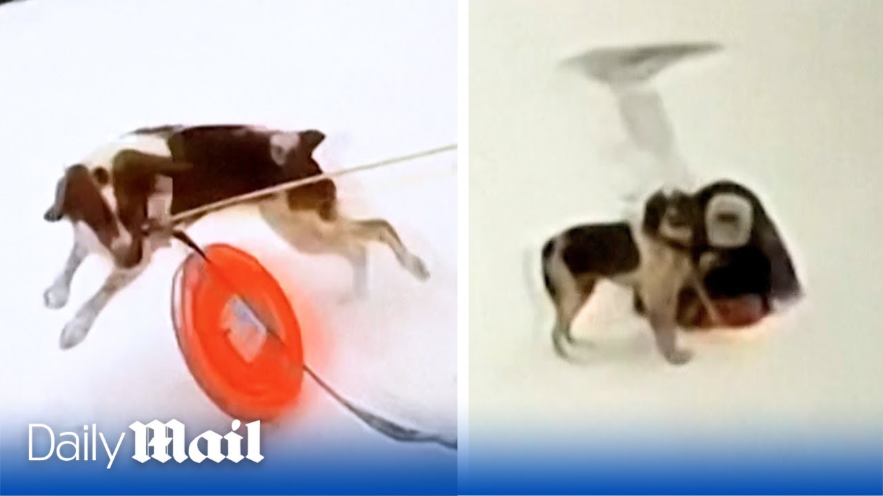 Hero dog Ruby helps rescue man from ice-covered lake in Michigan