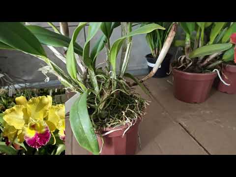 LINDA ORQUÍDEA CATTLEYA