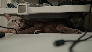 パパがゲーム配信中だとPCの上で仲良く引っ付く姉妹猫 by ねこほうパパ 5,933 views 1 month ago 10 minutes, 40 seconds