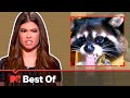 Ridiculousnessly Popular Videos: Animal Edition (Part 3) 🐶 Ridiculousness