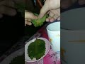Origano For Baby Para Sa Sipon Ubo Origano Siponubo Shortvideo Mamichel 