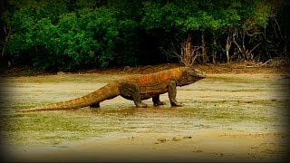 Komodo and Sumatra: Land of Dragons (full documentary)