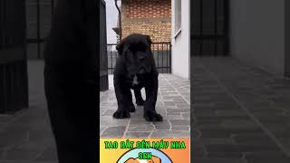 Download Lagu TAO BẮT ĐỀN MẦY NHA SEN MP3