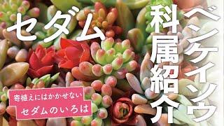 【サボテン相談室 羽兼直行】多肉植物、ベンケイソウ科属紹介:Part3人気種、セダム紹介！｢セダム｣