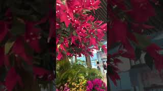 #singapore #changiairport
