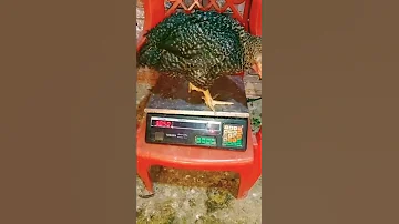 وزن الفراخ الجميزة عمر 49 يوم 