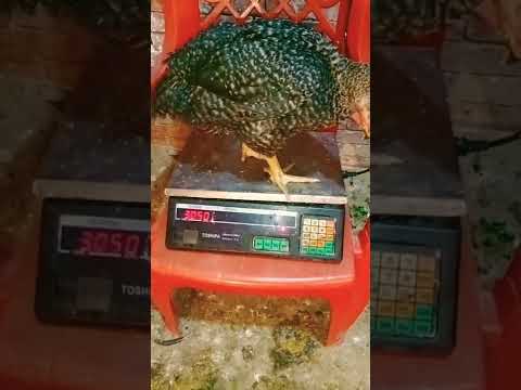 وزن الفراخ الجميزة عمر 49 يوم