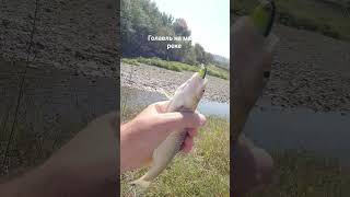 Агрессивные атаки голавля на малой реке.Пробные съёмки на #gopro . #fishing #рыбалка #perch #chubby