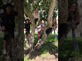 Tree'd — Who did it better?