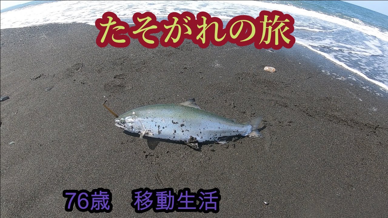 サクラマスを追いかけて道北の遠別へ・今年も楽しませてくれました!!