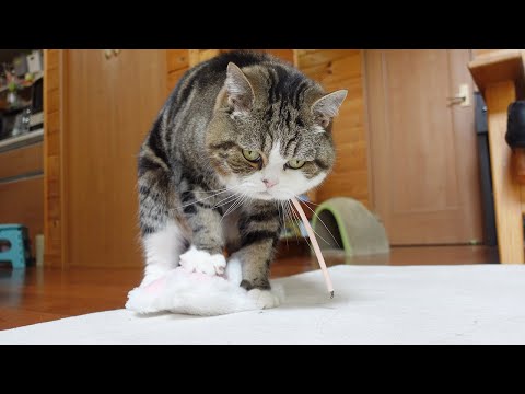 ハンドマッサージは絶対にお断りなねこ。-Maru absolutely refuses my hand massage.-