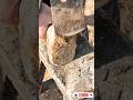 The Largest Hoof I Have Ever Had To Trim. Horse Restoration Front Hooves. #horse #donkey #hoof #asmr