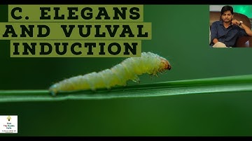 C. elegans and vulva induction