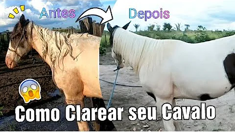 Como clarear o pêlo do cavalo?