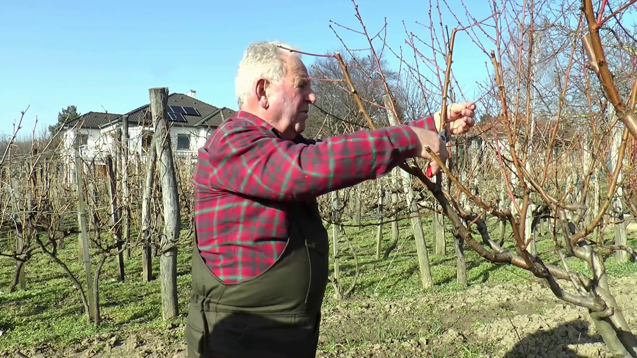 Rügyfakadás előtti feladatok őszibarack és alma fáknál.Gyümölcsfa metszése.