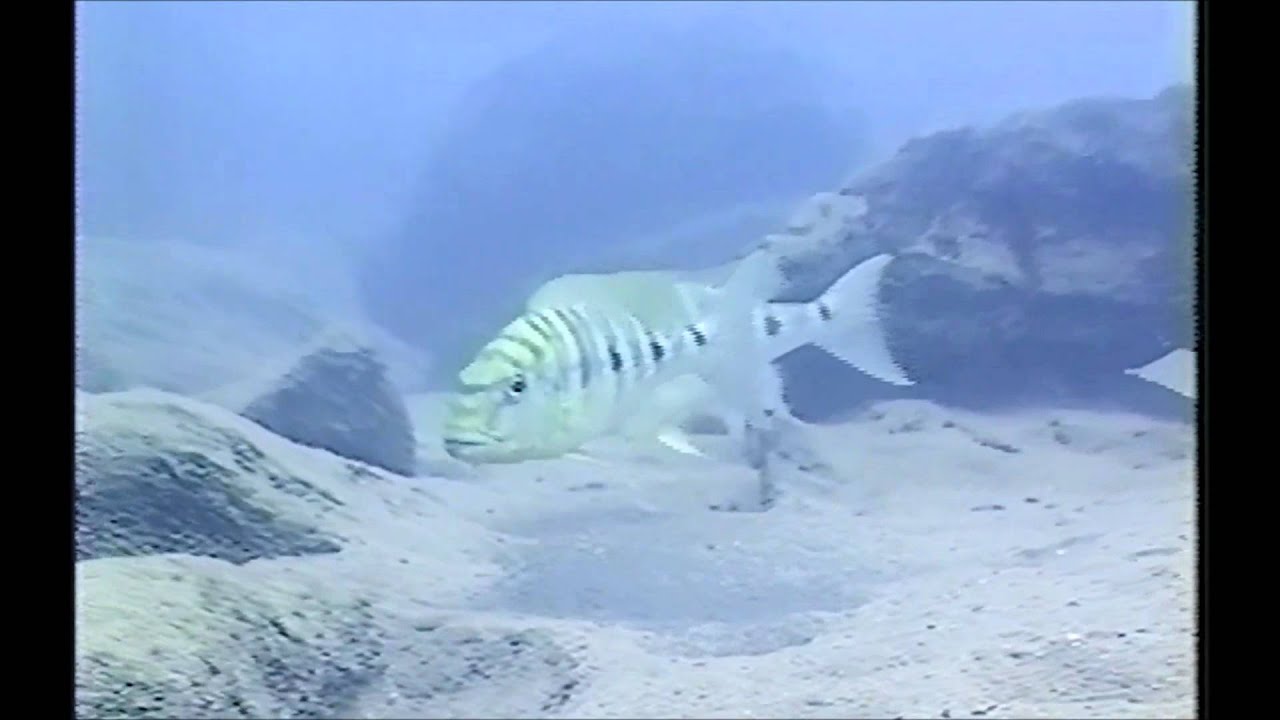 タンガニーカ湖のシクリッド達 Cichlids Of Lake Tanganyika Youtube