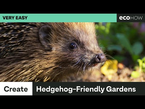 How to make your garden hedgehog friendly
