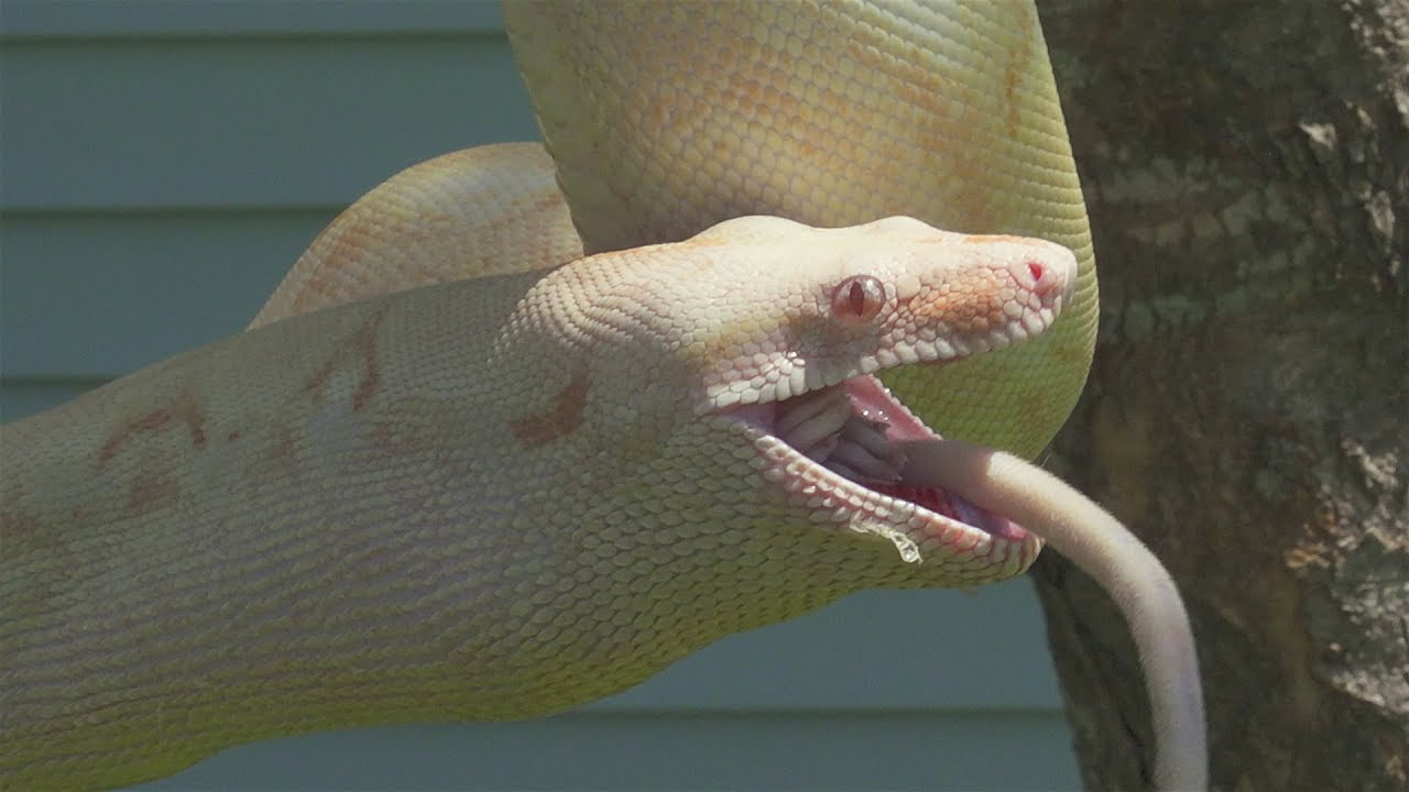 pet snakes and dogs Red Tail Boa Swallowing Rat