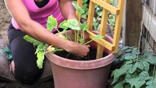 How to Stake a Zucchini Plant in a Container : The Chef's Garden