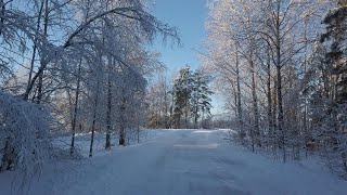 Winter scenes (sunny snowy day, forest Sweden) 🌲❄️ #sweden #winter #nature