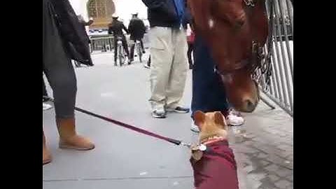 🐶:eres un perro muy grande/ 🐴: & tu un caballo muy chiquito🐎