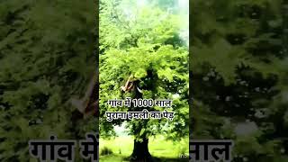 The Ancient Tree That Changed History Forever