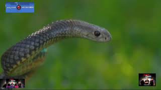 งูเสือ งูพิษที่ขึ้นชื่อว่ามีพิษร้ายแรงที่สุดในโลก