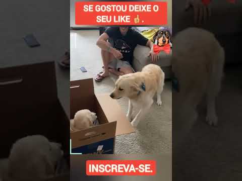 Vídeo: Veterinário se recusa a desistir de filhote de cachorro 