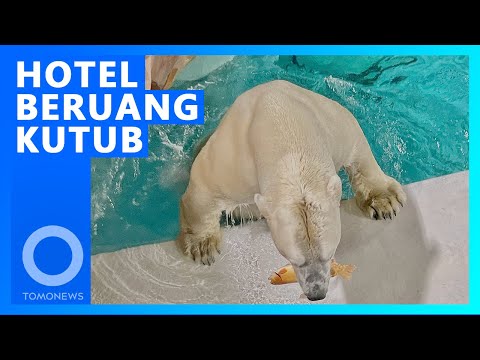 Video: Beruang Kutub Menyerang Hotel Ini Di Svalbard Dan Merapikan Coklat